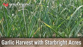 Interview with Starbright Acres Family Farms-Garlic Harvest