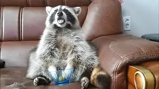 This raccoon's reaction when it runs out of grapes is just priceless