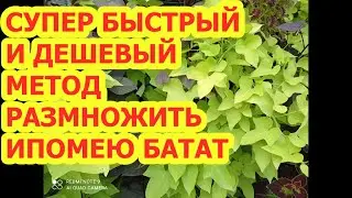 СУПЕР БЫСТРЫЙ И ДЕШЕВЫЙ МЕТОД РАЗМНОЖИТЬ ИПОМЕЮ БАТАТ.