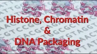 Histone | Chromatin | Nucleosome | DNA Packaging