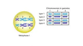 Random alignment at Metaphase I Animation