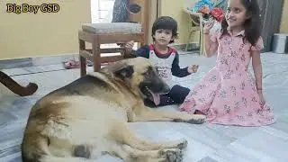 My Dog is very friendly with kids