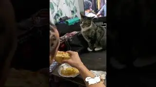 cute animals / милые животные #2