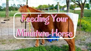 What To Feed Your Mini Horse