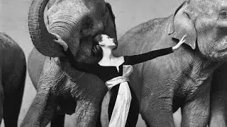 Richard Avedon :: Dovima with Elephants