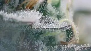 How To Grow Weed Indoors From Seed to Harvest For Beginners 2023 Weekly Grow Series Part 13 Flower