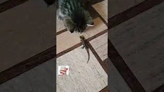 Пуся принесла ребятам подарок 🏡🐈🦎😻😻 