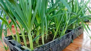 How to grow Leeks on the balcony, high yield and easy for beginners