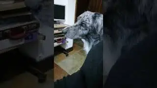 Dog Tilting Head To Music