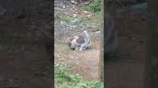 tikus makan kucing