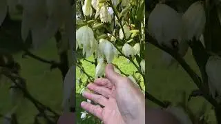 Yucca Plant in Appalachia