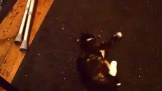 Kitten Vs Catnip