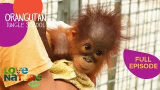 Flu Threat at School! 😷 | Orangutan Jungle School 208