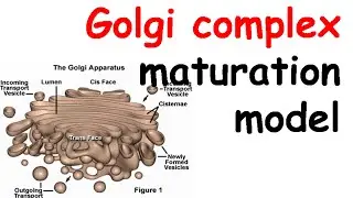 Golgi complex structure and function | Golgi apparatus structure