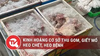 Khánh Hòa: Kinh hoàng cơ sở thu gom, giết mổ heo chết, heo bệnh | Truyền hình Quốc Hội Việt Nam