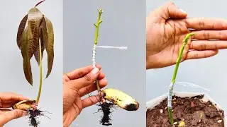 Stone grafting mango tree | mango grafting Technique / आम की गुठली कलम in HINDI with results