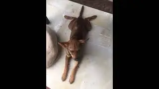 Lovely dog #shortvideo