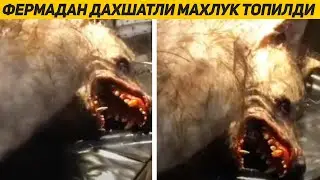ФЕРМЕР УЗ ФЕРМАСИДА ДАХШАТЛИ МАХЛУККА ДУЧ КЕЛДИ