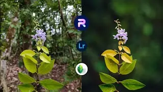 Blur Image Background | Mobile Photo Editing Tutorial | Lightroom Color Grading | PhotoRoom Edit