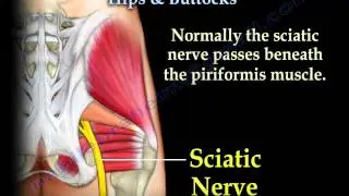 Muscle Anatomy Of The Hips & Buttocks - Everything You Need To Know - Dr. Nabil Ebraheim