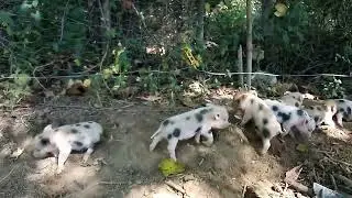 Baby Spotted Piglets  🌄  (❁´◡`❁) @hybridhomesteady