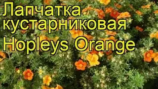 Лапчатка кустарниковая Hopleys Orange. Краткий обзор, описание характеристик