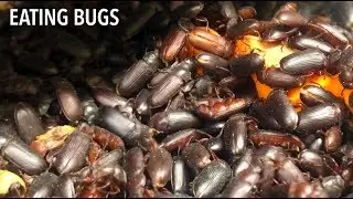 Bug Appétit! Colorados first and only edible insect farm