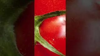 Zooming into a Tomato 🍅 