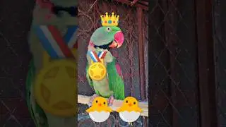 FUNNY 😂🤣 PARROT TALKING 🤣#youtubeshorts #shorts #birds #viralvideo #fypviralシ #india #pakistan