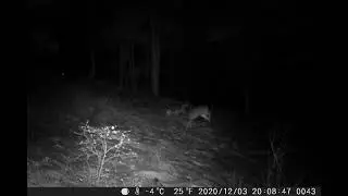 Rare Trail Cam Coyotes attacking Whitetail Deer