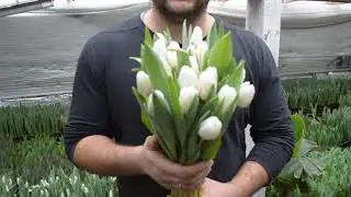 Вирощування тюльпанів. Тюльпан Альбатрос. Tulips Albatros / Выращивание тюльпанов