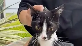 Giving this sweet kitty a flea bath in Florida