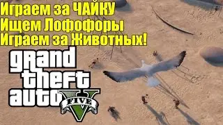 GTA 5 - Играем за ЧАЙКУ [Играем за Животных + Ищем Лофофоры]