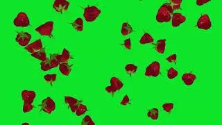 Best Animation Rose Flowers Falling Green Screen Video HD | No Copyright Footage