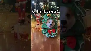 When Its Christmas All Year 🤣 | Wholesome Animals