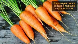 Характеристики и описание моркови сорта Каротель