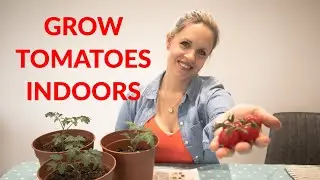 HOW TO GROW TOMATOES INDOORS - Quick & easy