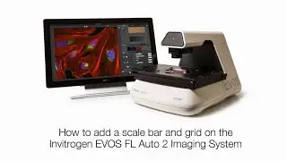 How to add a scale bar and grid to cell images on the EVOS FL Auto 2 Microscope