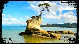 The OTHER Famous New Zealand Tree 🇳🇿 That MARAHAU Tree - Abel Tasman National Park