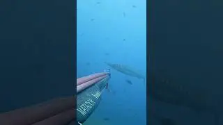 Crocodile/Barracuda 🔥🔥🔥 