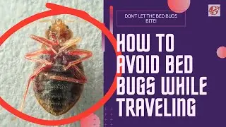 Travel Bug-Free: Your Ultimate Guide to Bed Bug Prevention