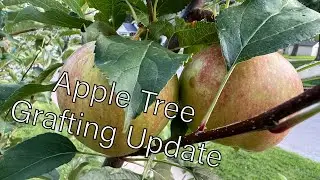 Apple Tree Bark and Whip and Tongue Grafting Update!