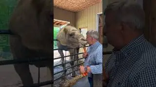 Camel kisses the owner for feeding him #animals #viral