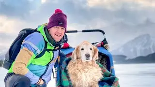 This stroller helps an aging dog go on adventures with his owner