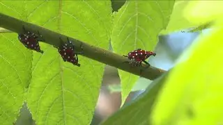 Spotted lanternfly sightings prompt action across New York