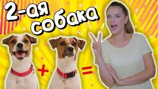 ВТОРАЯ СОБАКА В ДОМЕ | Правила дружного существования двух собак🐶❤🐶