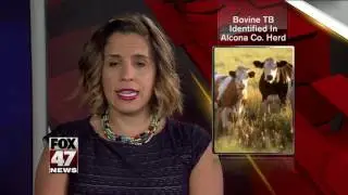 Bovine TB identified in small Alcona County beef cattle herd