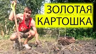 🥔ЗОЛОТАЯ КАРТОШКА | А МОЖЕТ ДЕШЕВЛЕ КУПИТЬ ЧЕМ ВЫРАСТИТЬ | УКРАИНА СЕГОДНЯ