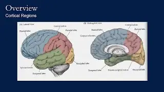 Cortex Anatomy and Alzheimer's Disease