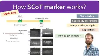 What are SCoT markers? How they work, how to use and interpret results.